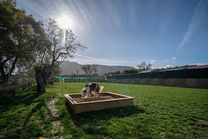 Kan-Gurea | Guardería para perros en Ayegui