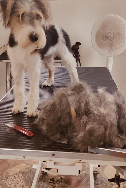 Pelucanis Tau | Peluqueria para perros en San José