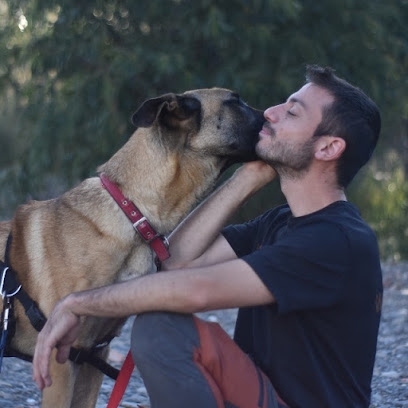 Wedog | Adiestradores de perros en Malaga