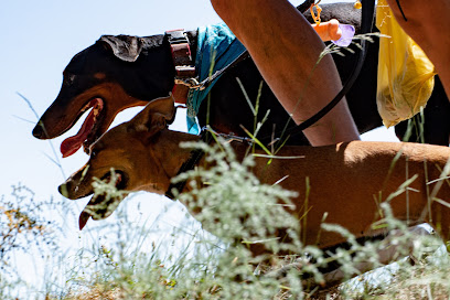 Personal Trainer Dog | Adiestradores de perros en Barcelona