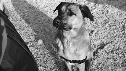 EntreAnimales | Adiestradores de perros en Dominio de Fontenebro