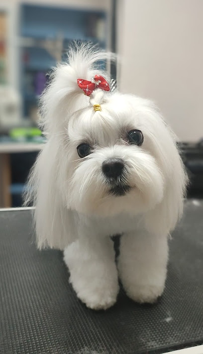 Cuatro Vientos | Peluqueria para perros en Madrid