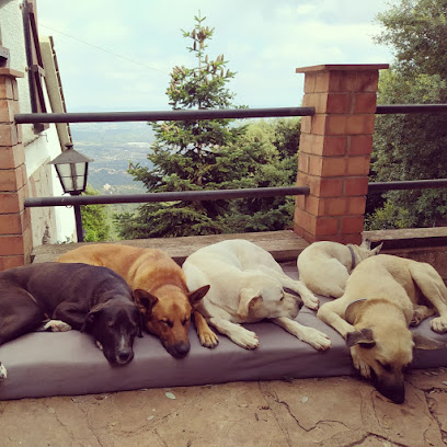 El Raco Dels Gossos | Adiestradores de perros en Caldes de Montbui