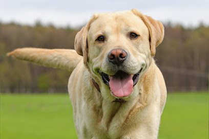 Los Alamos | Guardería para perros en Yuncler