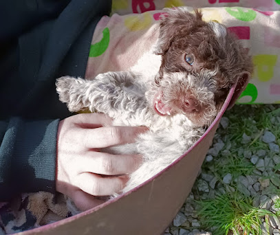 Club Cani Laura | Adiestradores de perros en Les Borges Blanques