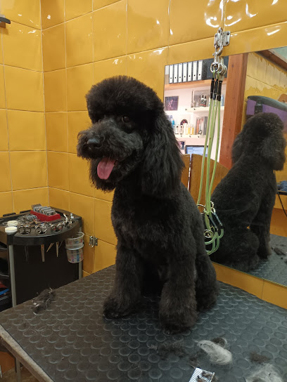 Kania | Peluqueria para perros en Arenys de Mar