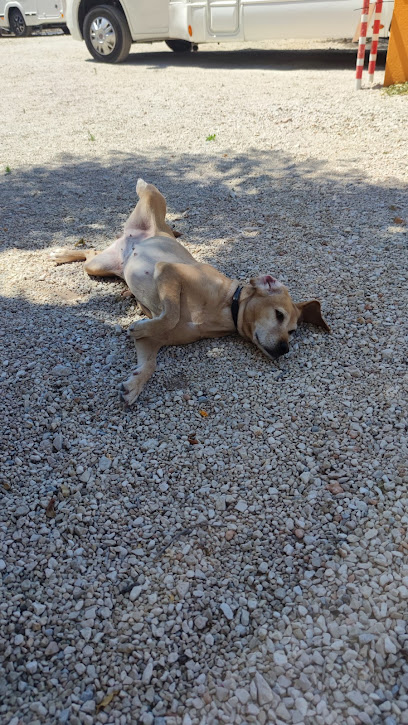Akra-can | Adiestradores de perros en Moralet