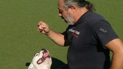 Nortedog | Adiestradores de perros en Alcobendas