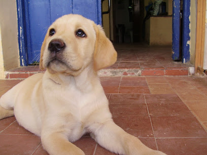 Canhotel | Guardería para perros en Hortaleza