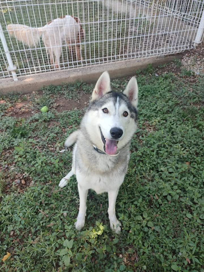 Aragones | Guardería para perros en Zaragoza
