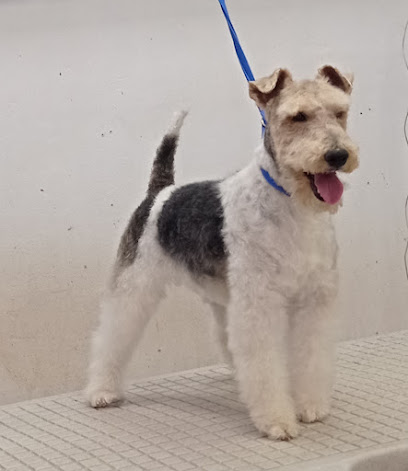 Migo Centro de Estética Canino | Peluqueria para perros en Lorca