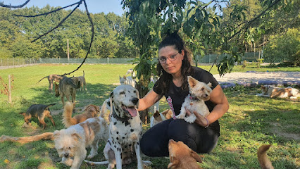 Bichinos | Guardería para perros en Coles