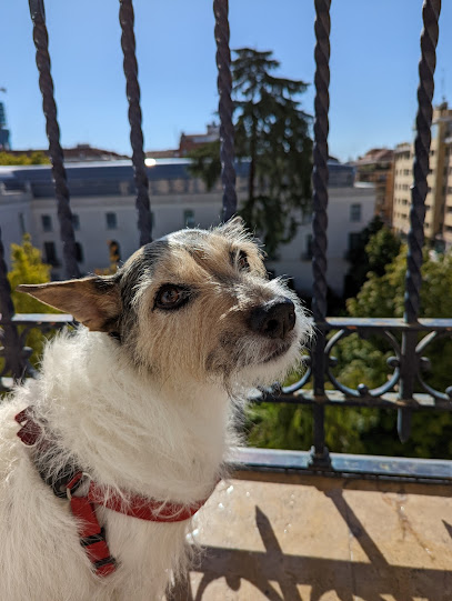 Pet Sitter Madrid | Guardería para perros en Madrid