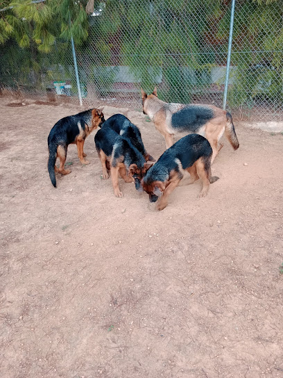 HELEN KELLER | Guardería para perros en Vilamarxant