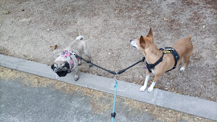 Doggyperretes | Guardería para perros en Madrid