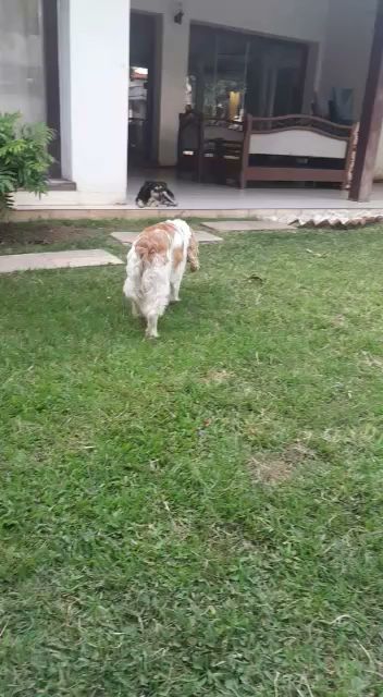 Patitas hotel | Guardería para perros en Santa Cruz de la Sierra