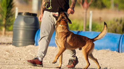 Wild Wild Dog | Adiestradores de perros en Villena