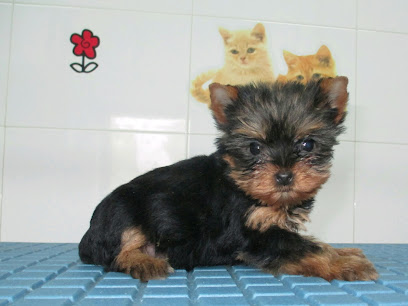 Los Ferreros | Guardería para perros en Ferreros