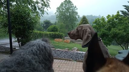 Jotacan | Adiestradores de perros en Gijon