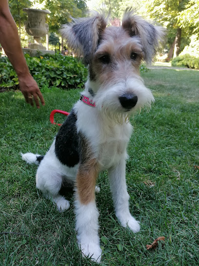 Dog Lovers | Peluqueria para perros en Madrid