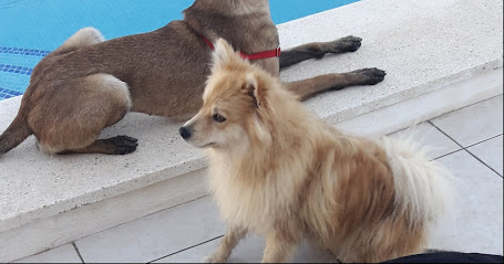 Educaatuperro | Adiestradores de perros en Polop