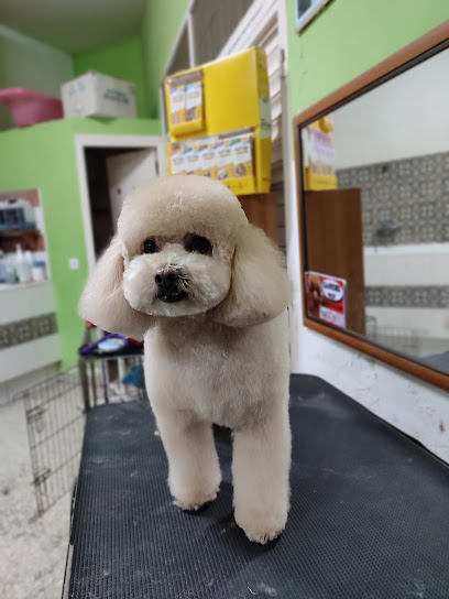 Top Can Guadix | Peluqueria para perros en Guadix