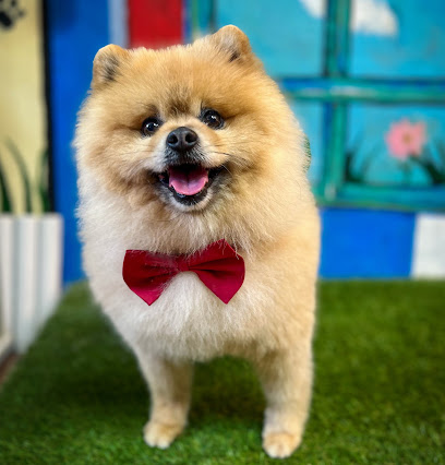 Miss Pom Grooming | El Peluperro Gaby | Belicena