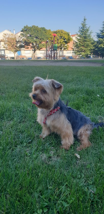 Guaupetes! | Morales | Peluqueria para perros en Arroyo de la Encomienda