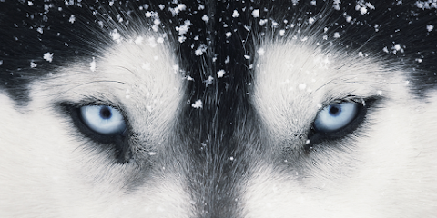 Muntanyola Park | Guardería para perros en Muntanyola