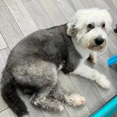 Pet Spot | Peluqueria para perros en Torrejón de Ardoz