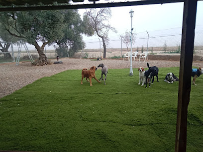 Mi companero peludo | Guardería para perros en Zaragoza