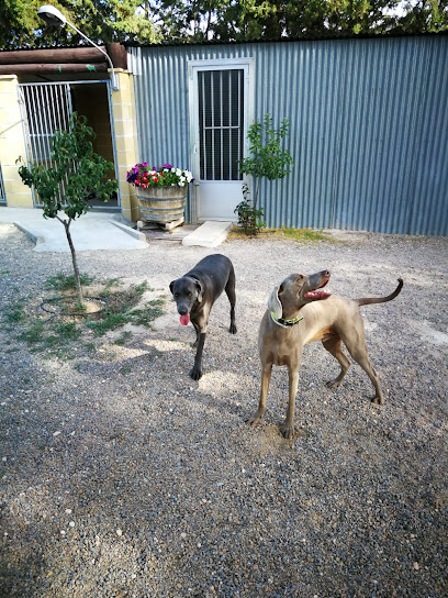 Conde Can | Guardería para perros en Madridejos