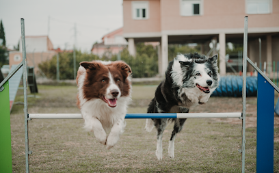 Dequiresa | Adiestradores de perros en Murcia