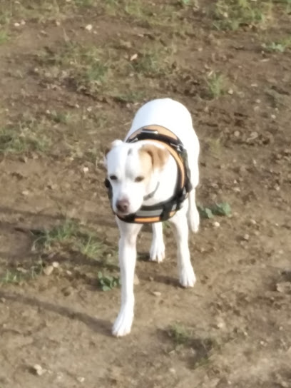 Lacnad | Adiestradores de perros en Gandia