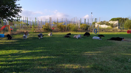 Scoobydog | Guardería para perros en Cardedeu