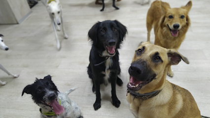 PELUDOS GUARDERIA CANINA | Guardería para perros en Salamanca