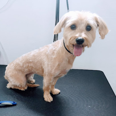 Hakuna Mil Patas | Peluqueria para perros en Las Palmas de Gran Canaria