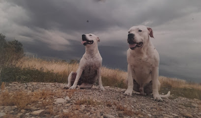 JA Adiestrador Canino | Adiestradores de perros en Málaga