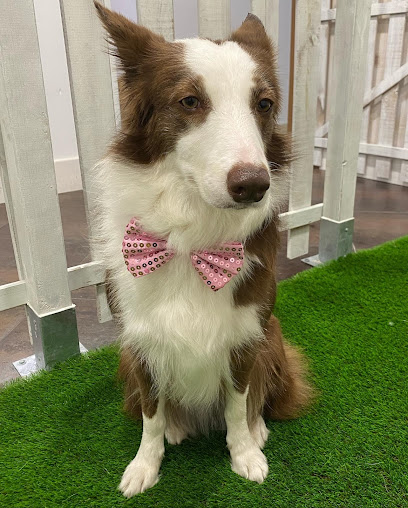 Koper Can | Peluqueria para perros en Ponferrada