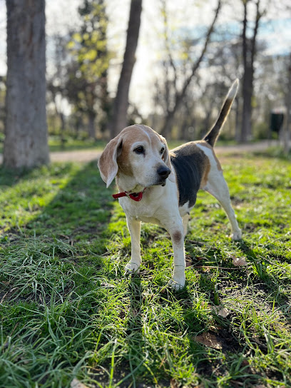 Paseadogs | Adiestradores de perros en Madrid