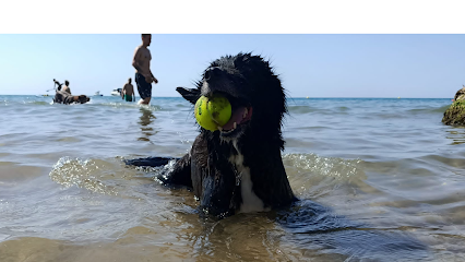 Adiestra2 | Adiestradores de perros en Barcelona
