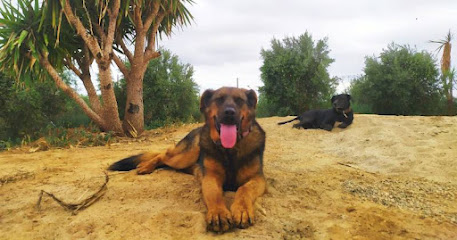 Tumburu | Adiestradores de perros en Riudoms