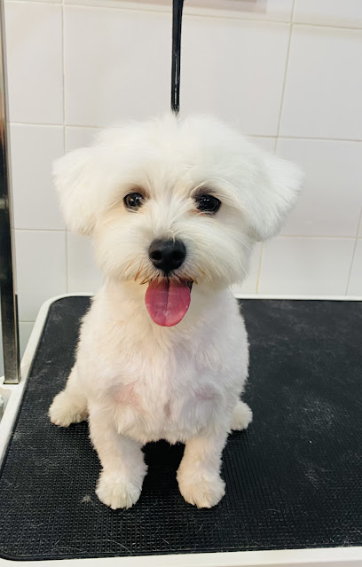 Perrito Andaluz | Peluqueria para perros en Chiclana de la Frontera