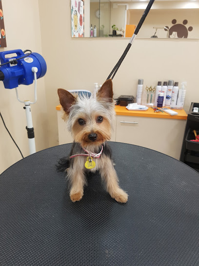 Trubig | Peluqueria para perros en Igualada