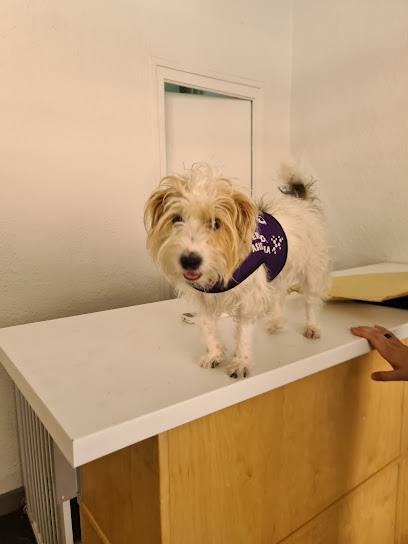 Canem | Adiestradores de perros en Zaragoza