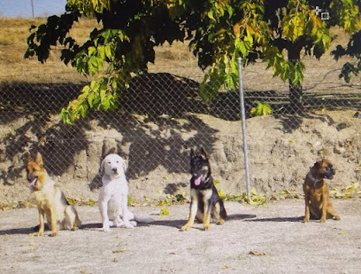 ODON-CAN. | Guardería para perros en Villaviciosa de Odon