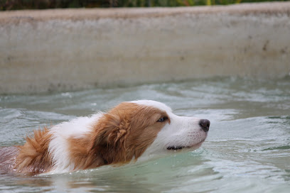 Voran | Guardería para perros en Valdenuno Fernandez