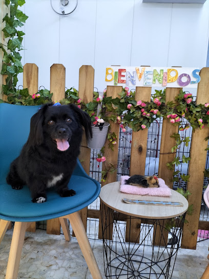 Ávila | Peluqueria para perros en Ávila
