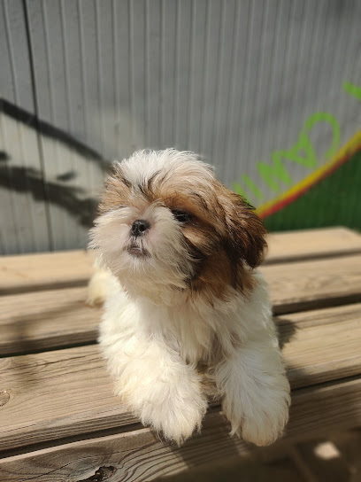 XIQUET | Guardería para perros en Torrent