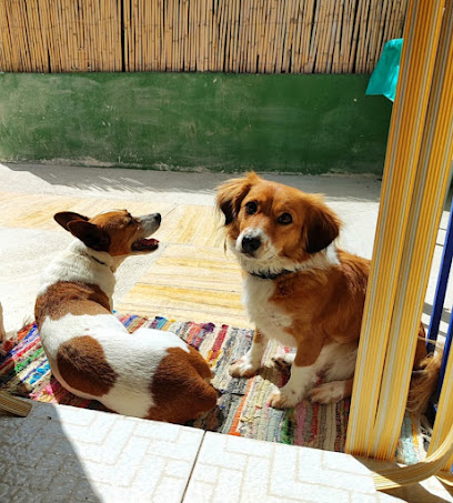 Huellas y Manchas | Guardería para perros en El Campello